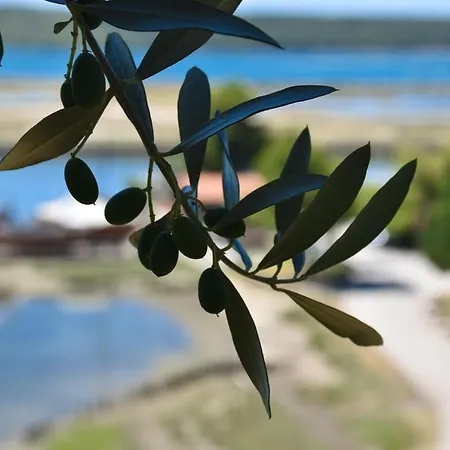 Olive Garden & Sea Portoroz